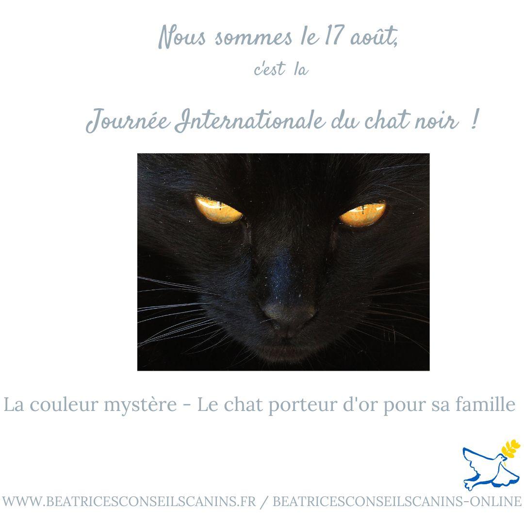 Chat noir p