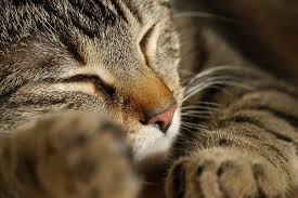Chat