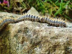 Chenille processionnaire au sol