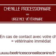 Chenille processionnaire