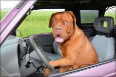 Chien voiture1