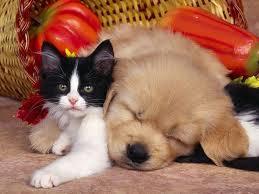 Comportement chien et chat