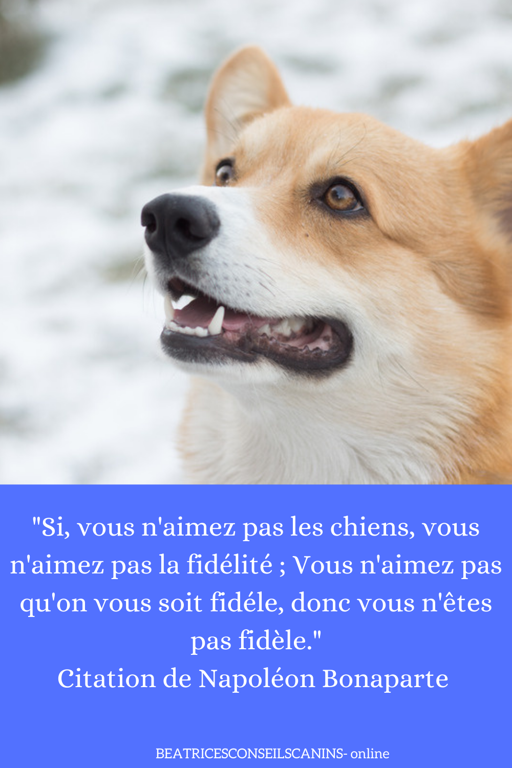 Citation napoleon chien