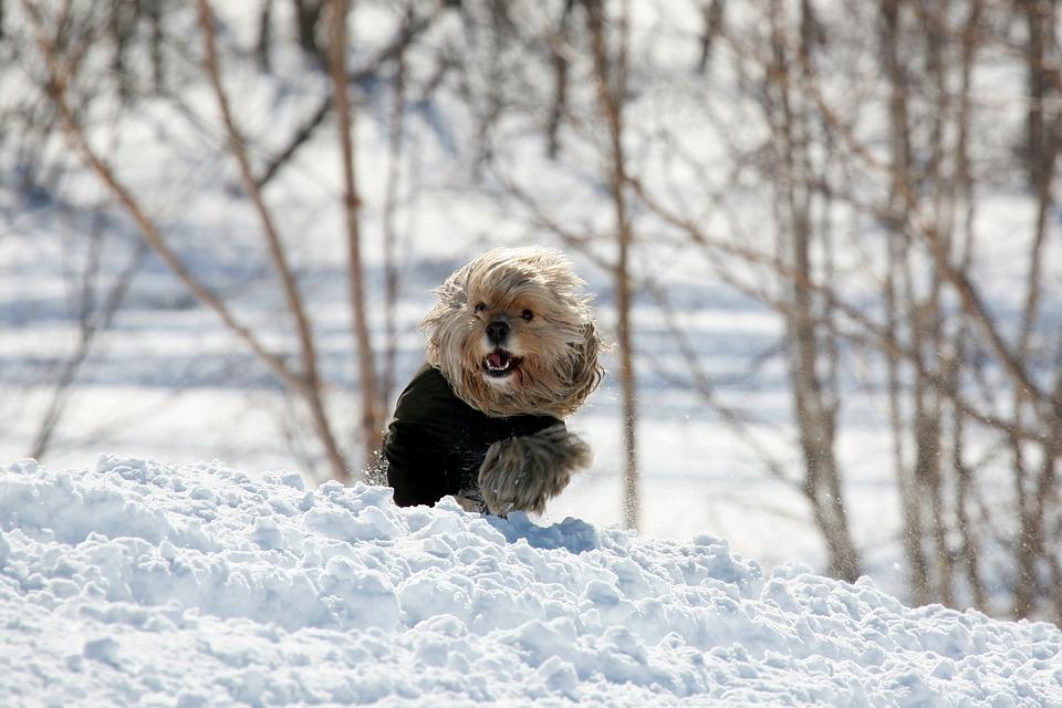 Cocker spaniel  dans la neige avec manteau