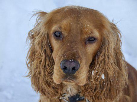 Cocker spaniel
