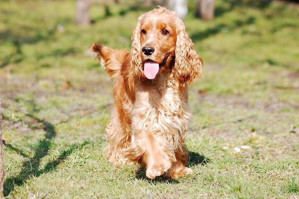 Cocker spaniel english