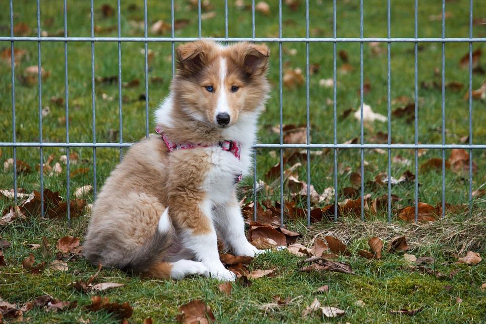 Collie chiot