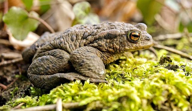 Common toad  crapaud commun