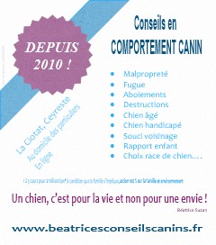 Conseils en comportement canin