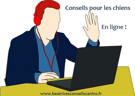 Conseils pour les chiens en ligne