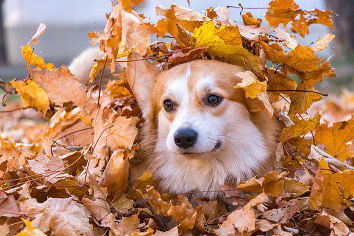 Corgi dans un tas de feuilles