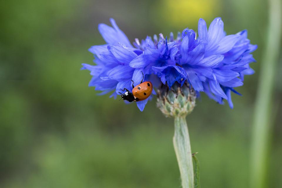 Cornflower ladybug