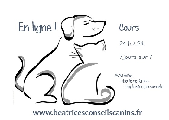 Cours en ligne chien et chat