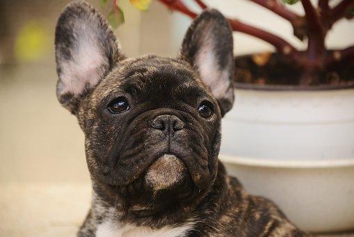 Aimant bouledogue français Quelqu'un a pété Blanc Cadeaux