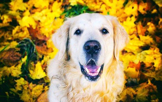 GOLDEN RETRIEVER