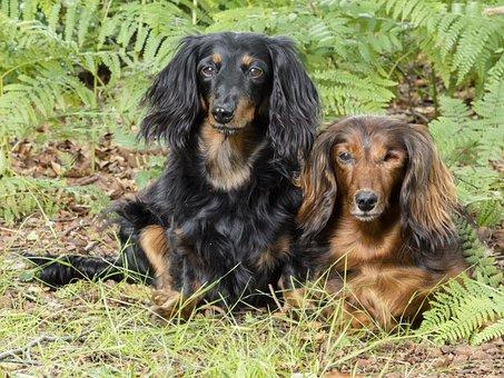 Dachshunds 941797 340