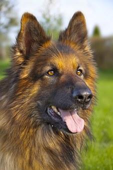 Berger Allemand