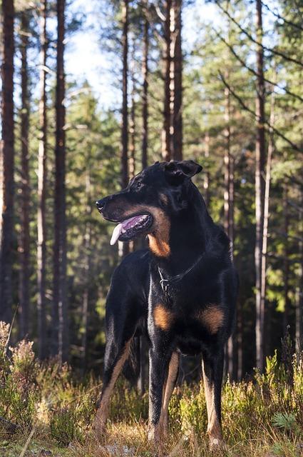 Dog chien berger de Beauce