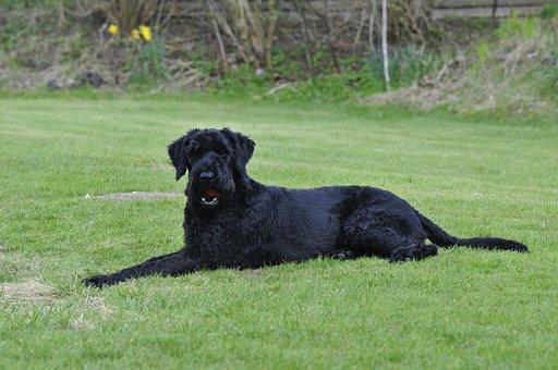 Dog Schnauzer géant