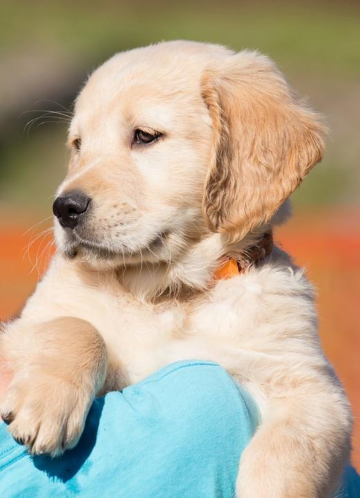 Dog Golden Retriever