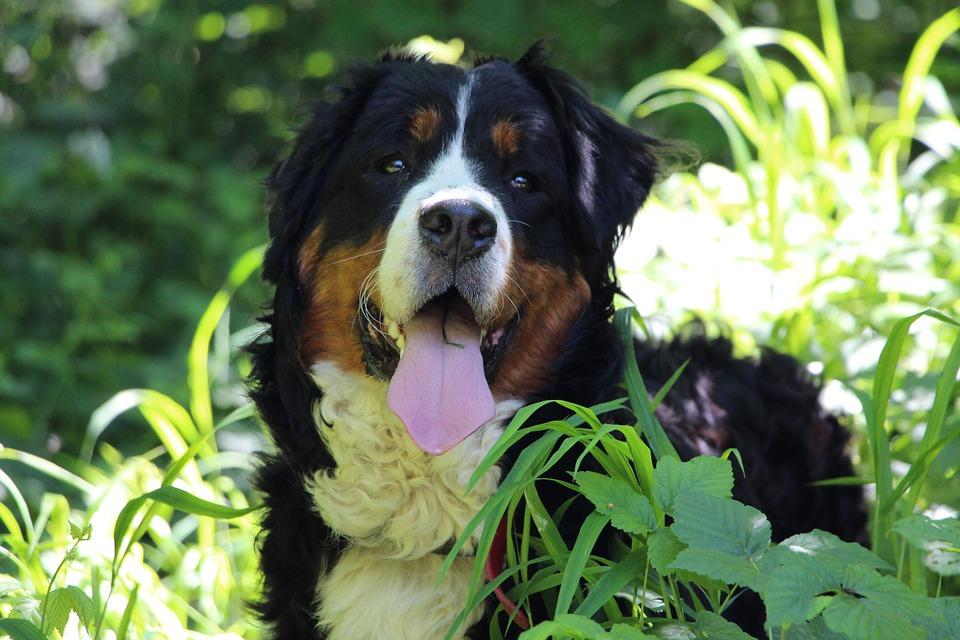 Dog Bouvier Bernois