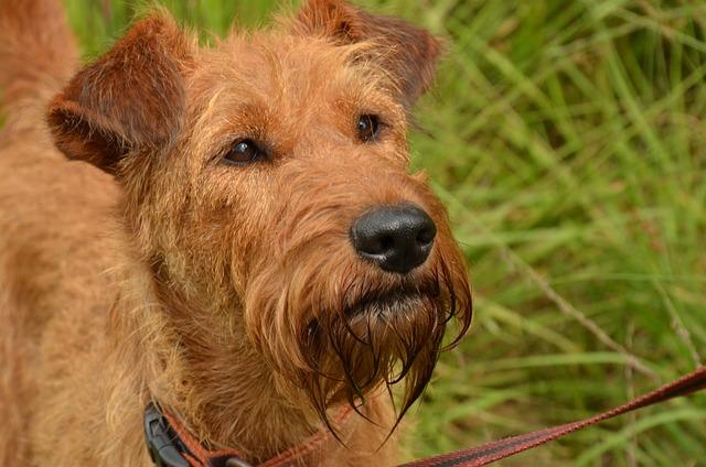 Dog  terrier irlandais