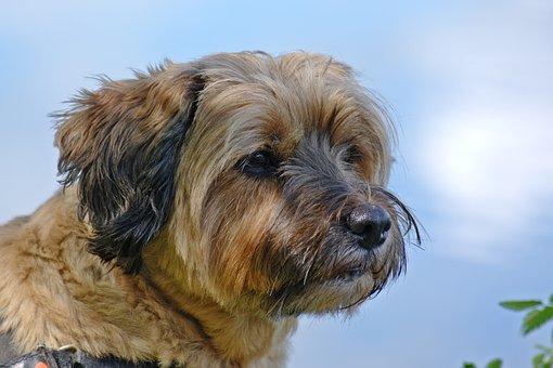 Dog  Terrier du Tibet