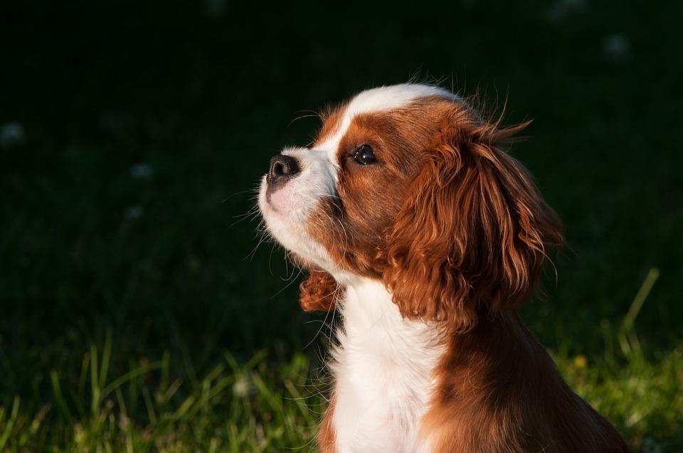 Cavalier king charles spaniel