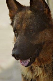 Dog Berger Allemand