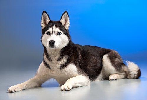 HUSKY