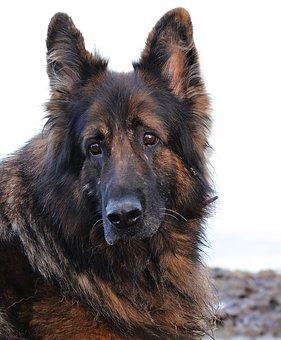 Vieux chien berger allemand
