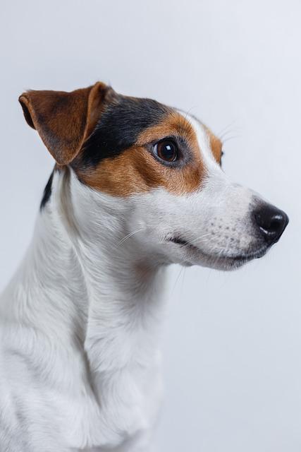 Jack Russell Terrier au poil lisse