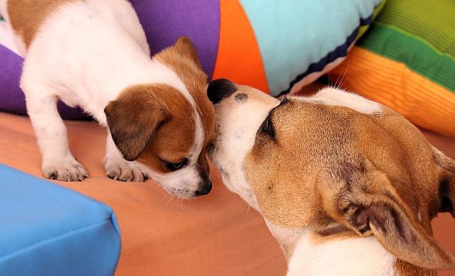 Chienne et chiot Jack Russell Terrier