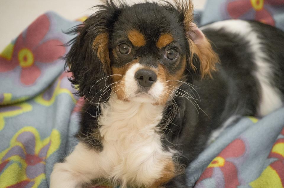 Dog  chiot Cavalier King Charles tricolore