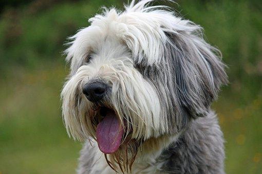 Dog BEARDED COLLIE