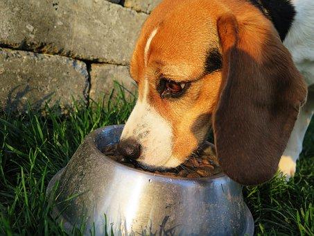 Beagle mange