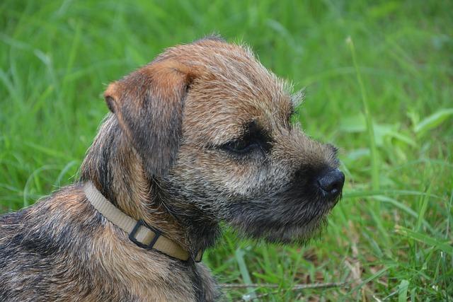 BORDER TERRIER