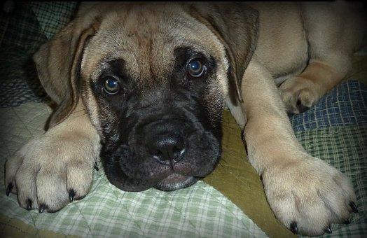 chiot bullmastiff