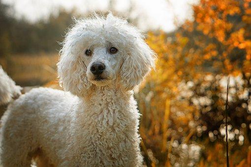 Caniche Royal