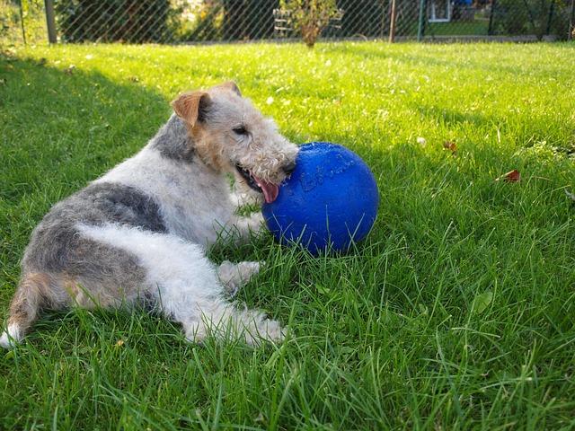 FOX TERRIER ET BALLE