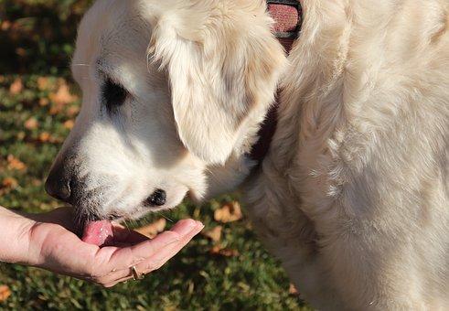 Chien Golden Retriever