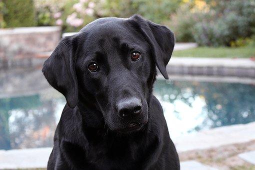 chien piscine