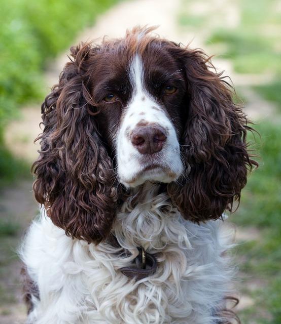 Dog SPRINGER ANGLAIS