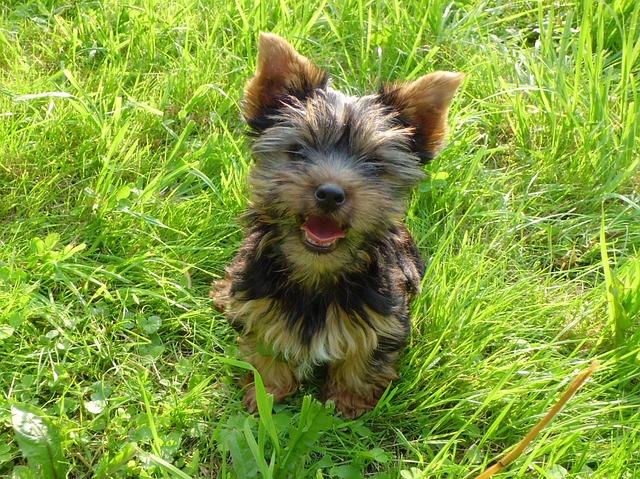 Chien Yorkshire terrier