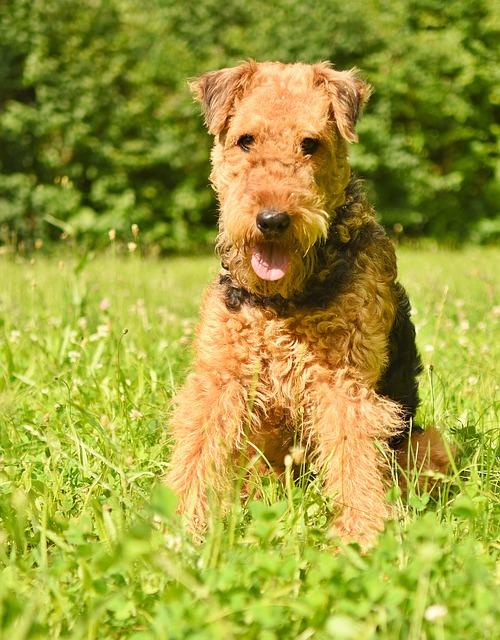Dog AIREDALE TERRIER
