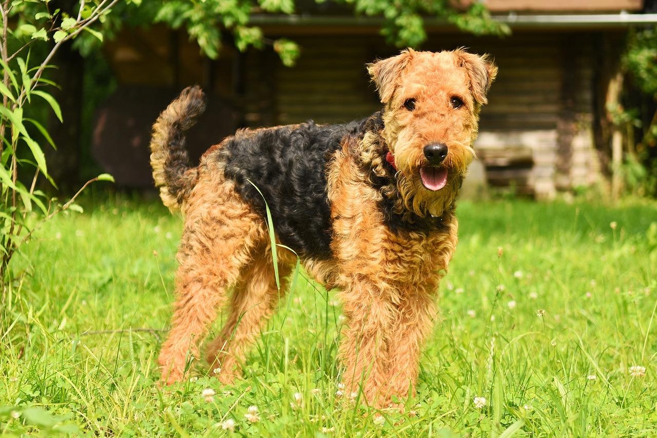 Chien Airedale Terrier