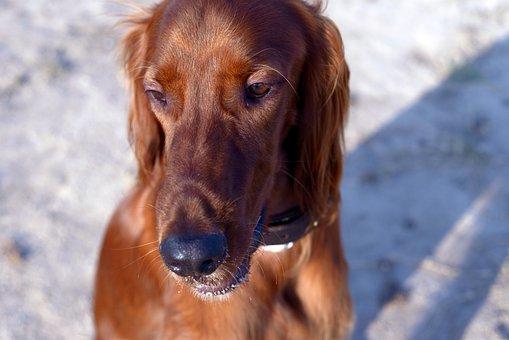 NEZ SETTER IRLANDAIS