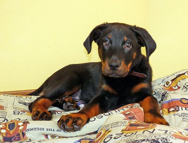 Dog  chiot beauceron