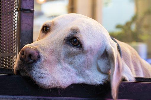 Dog Labrador