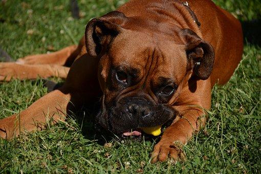 Chien Boxer Fauve